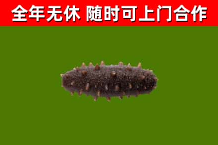 阜平烟酒回收干海参.jpg